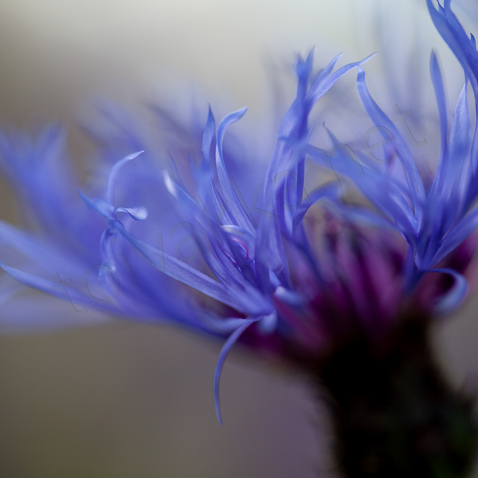 Sininen kukka
