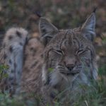 Ilves