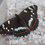 Perhonen
