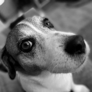 Jack the Russel