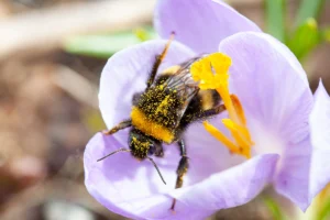 Mehiläinen kukassa. Kuvaaja Marko Toivakka