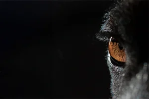 Luontokuva "Peto", Kuvaaja Marko Toivakka